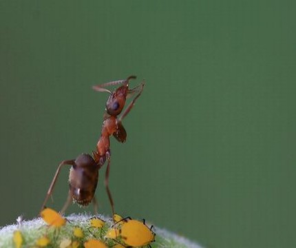 哥布林的洞窑动漫