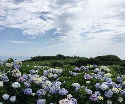 婴花漫画